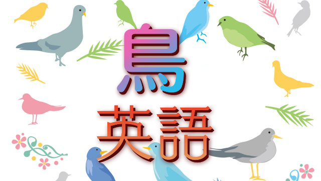 鳥のおしゃれでかっこいい英語の名前 60語 創作に使えるかもしれない用語集